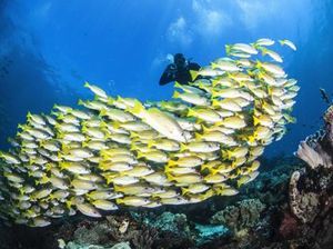 Kemenpar Unjuk Kekayaan Bahari di Marine Diving Fair Tokyo