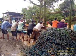 Puluhan Perahu Terbalik di Pati Ditarik Beramai-ramai