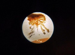 Museum Ini Punya Kutu yang Pakai Sepatu, Bagaimana Caranya?