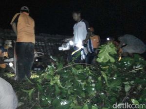 Satu Korban Masih Terjepit Pohon yang Tumbang di Banyumas Satu Korban Masih Terjepit Pohon yang Tumbang di Banyumas
