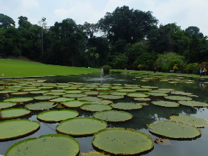 Wisata Flora Jadi Magnet di Kebun Raya Bogor