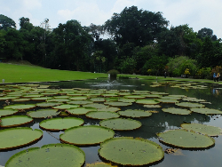 Wisata Flora Jadi Magnet di Kebun Raya Bogor