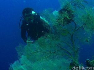 Gorontalo, Surganya Spot Fotografi Bawah Laut Keren