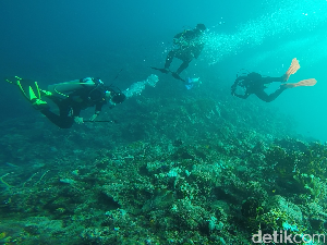 Hobi Menyelam dan Berenang Bisa Picu Eksostosis seperti Hamish Daud?
