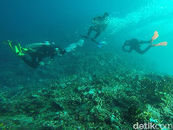 Hobi Menyelam dan Berenang Bisa Picu Eksostosis seperti Hamish Daud?