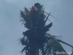 Tak Bisa Turun dari Pohon Kelapa, Aci Dievakuasi Petugas Damkar
