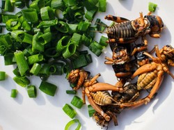 Mau Mengolah Serangga Jadi Santapan Lezat? Pelajari Buku Ini Dulu