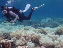 Dua-pertiga Terumbu Karang Great Barrier Reef Rusak Akibat Pemutihan