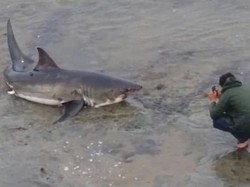 Nekad! Traveler Ini Potret Hiu yang Terdampar di Pantai AS