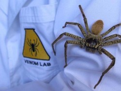 Mengapa Perempuan Lebih Takut pada Laba-laba?