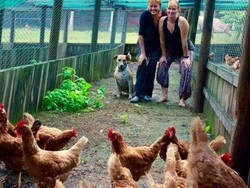 Berkat Status Medsos, Ratusan Ayam di Australia Tak Jadi Dibunuh