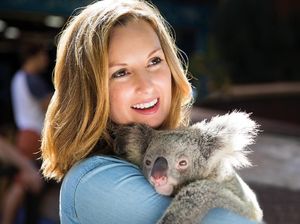 Liburan ke Brisbane & Gold Coast, Jumpa Koala Sampai Lumba-lumba Liburan ke Brisbane & Gold Coast, Jumpa Koala Sampai Lumba-lumba