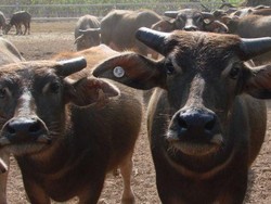 Perusahaan Peternakan di Indonesia Mulai Impor Kerbau dari Australia