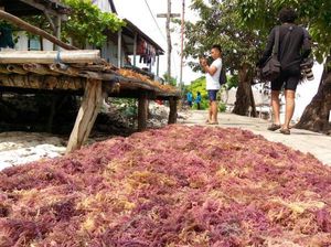 Potensi Rumput Laut Indonesia Capai Rp 459 T
