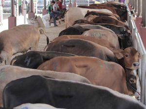 Cegah Sapi Betina Dipotong, Polisi Awasi Rumah Jagal