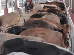 Cegah Sapi Betina Dipotong, Polisi Awasi Rumah Jagal