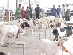 Domba dan Sapi di Bandung Kini Dipamerkan di Showroom Ternak