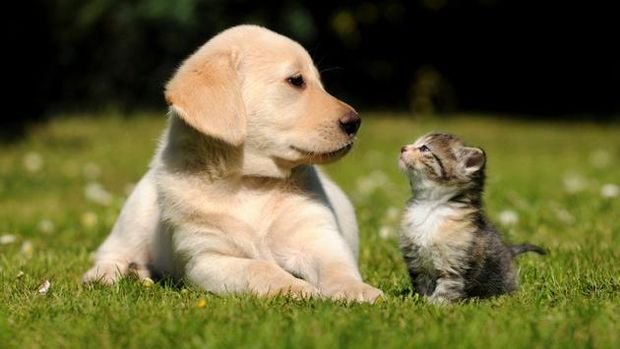 larangan makan daging anjing dan kucing Makanan yang tidak boleh diberikan ke kucing