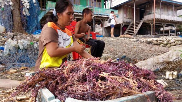 Potret Desa Penghasil Rumput Laut di Wakatobi