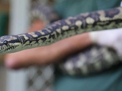 Seekor Ular Piton di Australia Kecanduan Sabu-sabu
