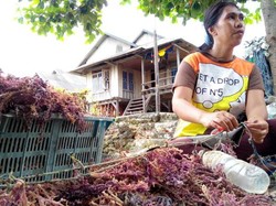 Mengenal Desa Penghasil Rumput Laut dari Wakatobi