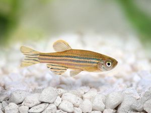 Apakah Ikan Bisa Merasa Haus dan Minum Air Laut? Ini Jawabannya Apakah Ikan Bisa Merasa Haus dan Minum Air Laut? Ini Jawabannya
