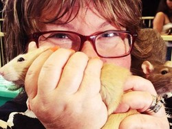 Kompetisi Memilih Tikus Terbaik di Australia