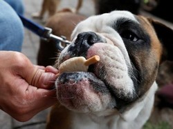 Wah, di Mexico City Ada Toko Es Krim Khusus untuk Anjing!