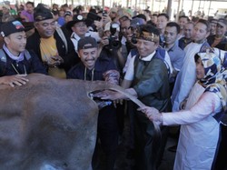 574 Sapi Inseminasi Buatan Kabupaten Bandung Pecahkan Rekor