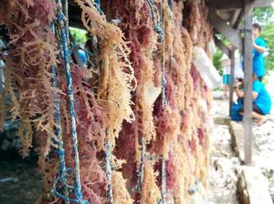 Tudingan AS Soal Rumput Laut RI KW Sudah Sejak 2013 Tudingan AS Soal Rumput Laut RI KW Sudah Sejak 2013