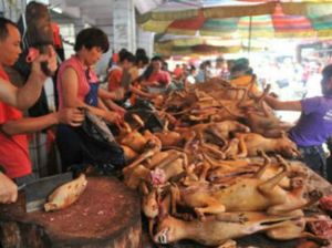 Pelopor! Shenzhen Larang Warga Makan Anjing dan Kucing