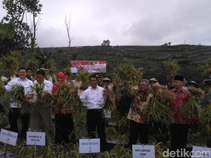 Mentan Panen Bawang Putih di Temanggung