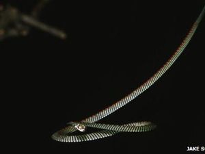 Berkaca dari Insiden Warnet, Bagaimana Caranya Ular Bisa Terbang?