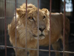 Miris, Ini Dua Ekor Hewan yang Tersisa di Kebun Binatang Mosul