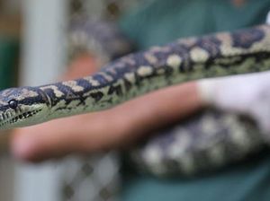 Ular Jatuh Saat Sidang  Pembunuhan Siswa SMA Taruna Nusantara