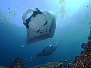 Hiu dan Manta Muncul di Laut Dangkal Raja Ampat Saat Wisata Tutup Hiu dan Manta Muncul di Laut Dangkal Raja Ampat Saat Wisata Tutup