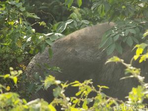 Gajah Liar di Riau Ditemukan dalam Kondisi Penuh Luka di Tubuhnya