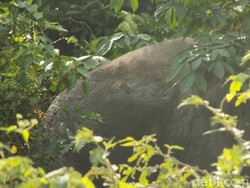 Gajah Liar di Riau Ditemukan dalam Kondisi Penuh Luka di Tubuhnya