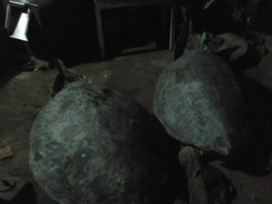 Polisi Bongkar Tempat Pejagalan Penyu Hijau di Gianyar