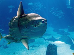 Mola mola, Ikan Paling Ajaib dari Indonesia