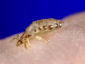 Tengu Itu Hewan Apa? Ini 10 Fakta Menarik dan Makanannya