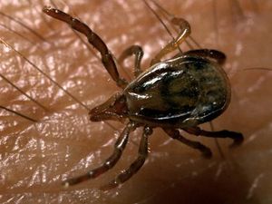 Kecil-kecil Berbahaya! 5 Kutu yang Bisa Sebabkan Masalah Kesehatan