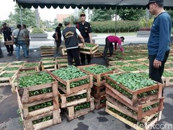 Ribuan Bibit Cabai Disebar ke 31 Kecamatan se Surabaya