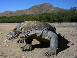 Riset Ilmuwan AS: Darah Komodo Berpotensi Sembuhkan Luka