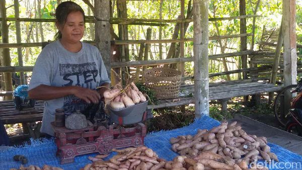 Keuletan Petani di Bantul, Mengolah Lahan Pasir Jadi Produktif