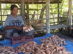 Keuletan Petani di Bantul, Mengolah Lahan Pasir Jadi Produktif