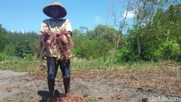 Keuletan Petani di Bantul, Mengolah Lahan Pasir Jadi Produktif