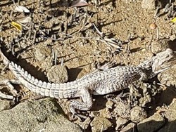 Satu dari Dua Buaya yang Hilang di Sydney Ditemukan