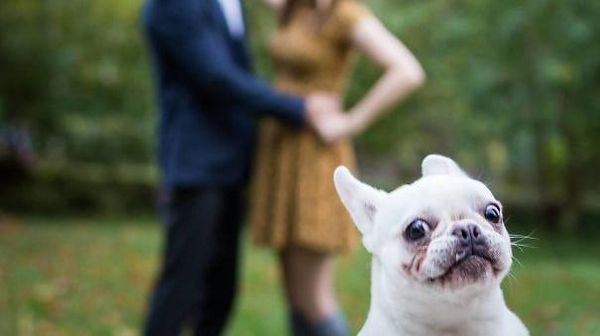 Kocak! Deretan Photobomb Anjing Ikutan Selfie