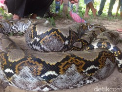 Warga Aceh Dikejutkan Ular Piton 6 Meter yang Muncul di Kebun